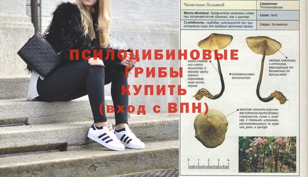 мяу мяу мука Абаза